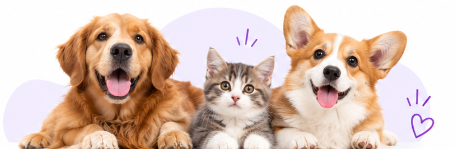 Perro, gato y corgi juntos